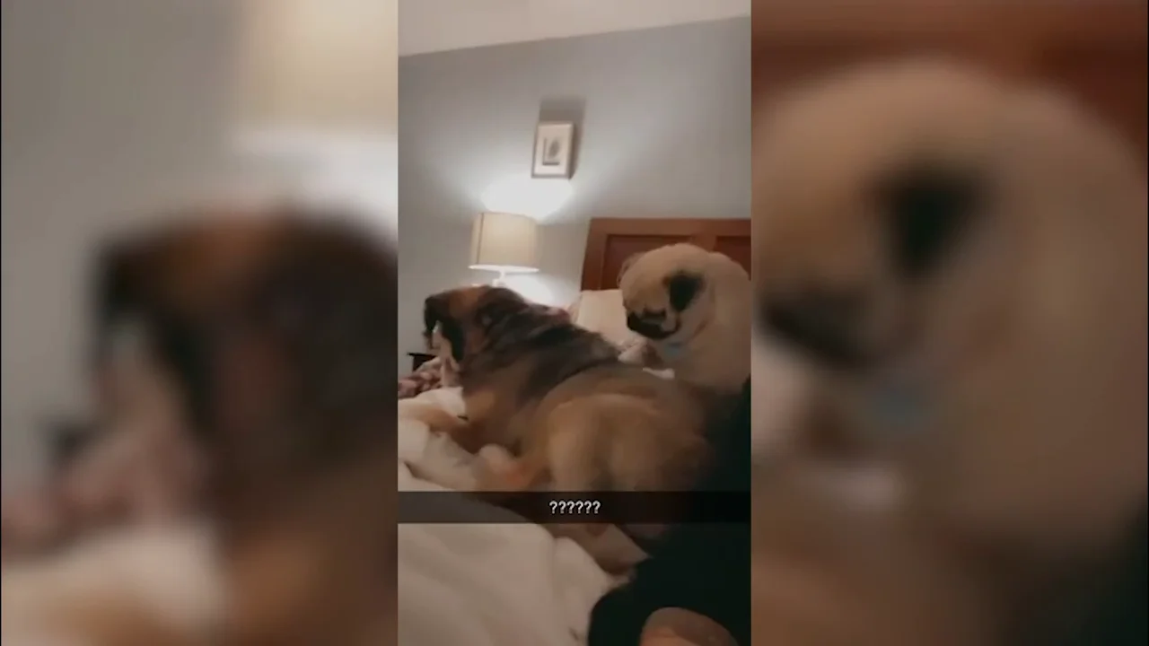 Un perro le rasca la espalda a su amigo dejando atónita a su dueña Un perro le rasca la espalda a su amigo dejando atónita a su dueña