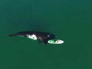 Una ballena empuja suavemente a un surfero por el océano