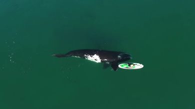 Una ballena empuja suavemente a un surfero por el océano