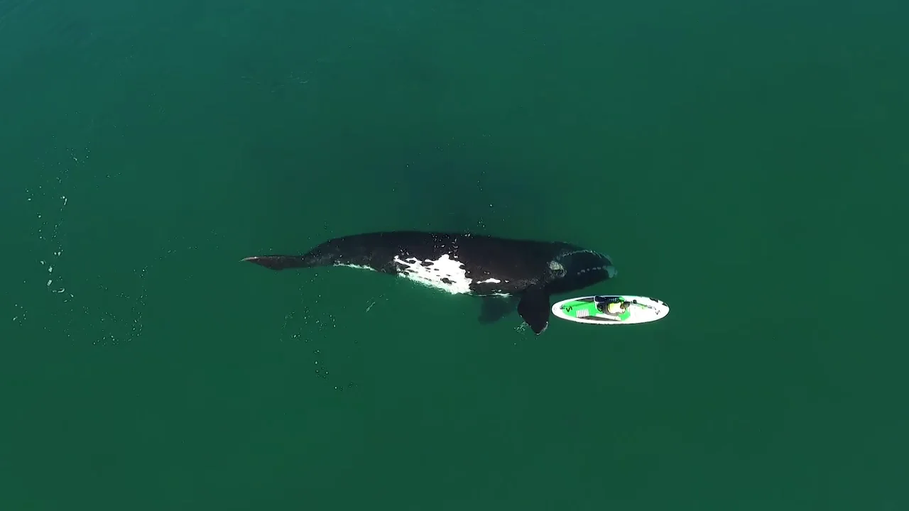 Una ballena empuja suavemente a un surfero por el océano Una ballena empuja suavemente a un surfero por el océano