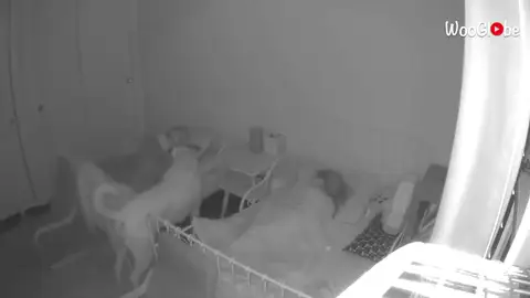 Un perro protector controla que los niños duermen para asegurarse de que estén sanos y salvos Un perro protector controla que los niños duermen para asegurarse de que estén sanos y salvos