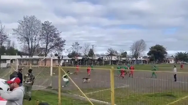 Este perro se cuela en un campo de fútbol y marca un asombroso gol
