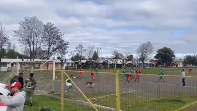 Este perro se cuela en un campo de f&uacute;tbol y marca un asombroso gol