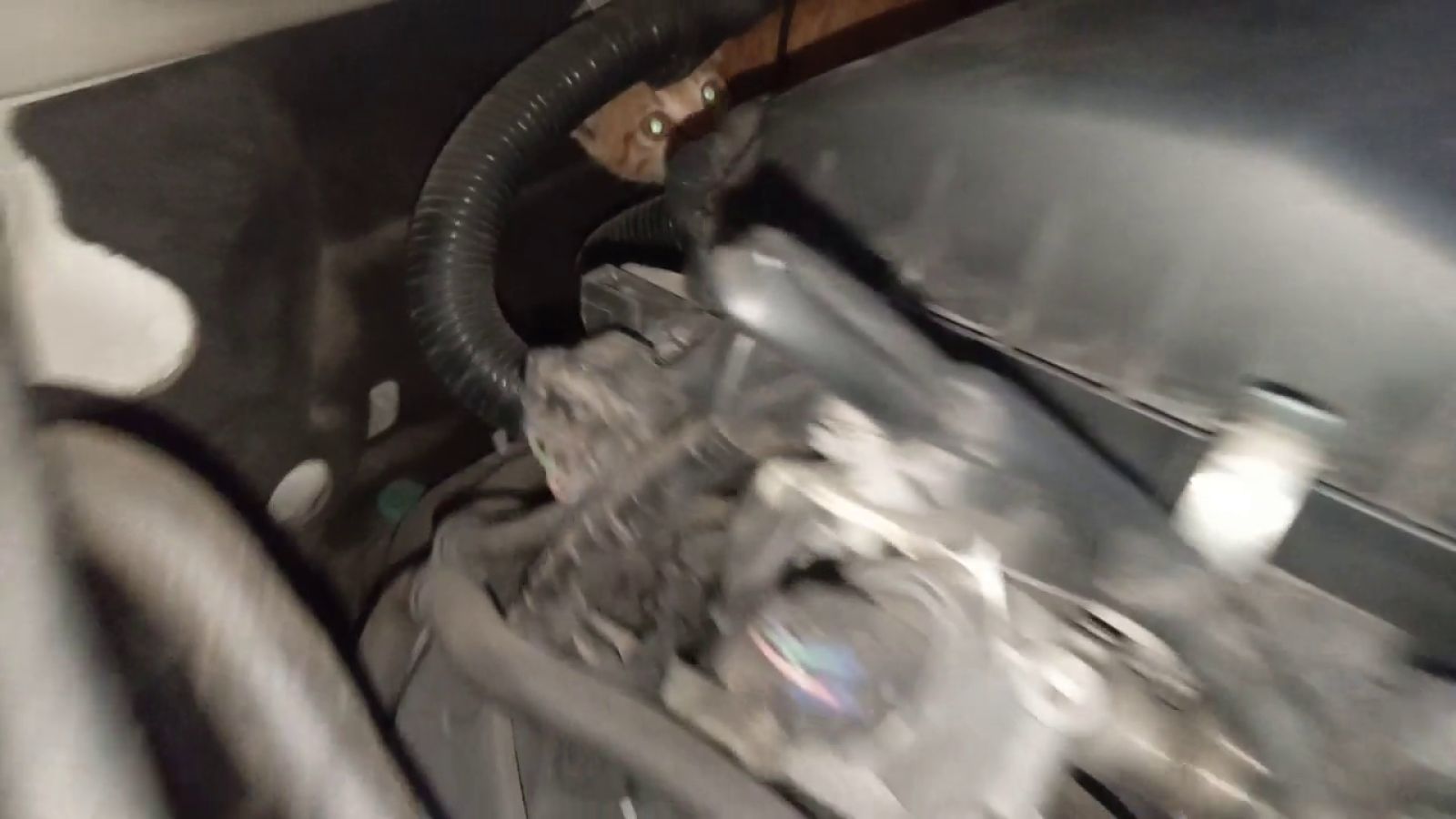 Escucha un ruido extraño cuando iba a arrancar el coche y se lleva una tierna sorpresa al abrir el capó