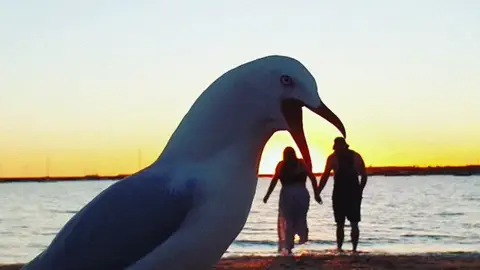 Gaviota 'comiéndose' a una pareja Gaviota 'comiéndose' a una pareja