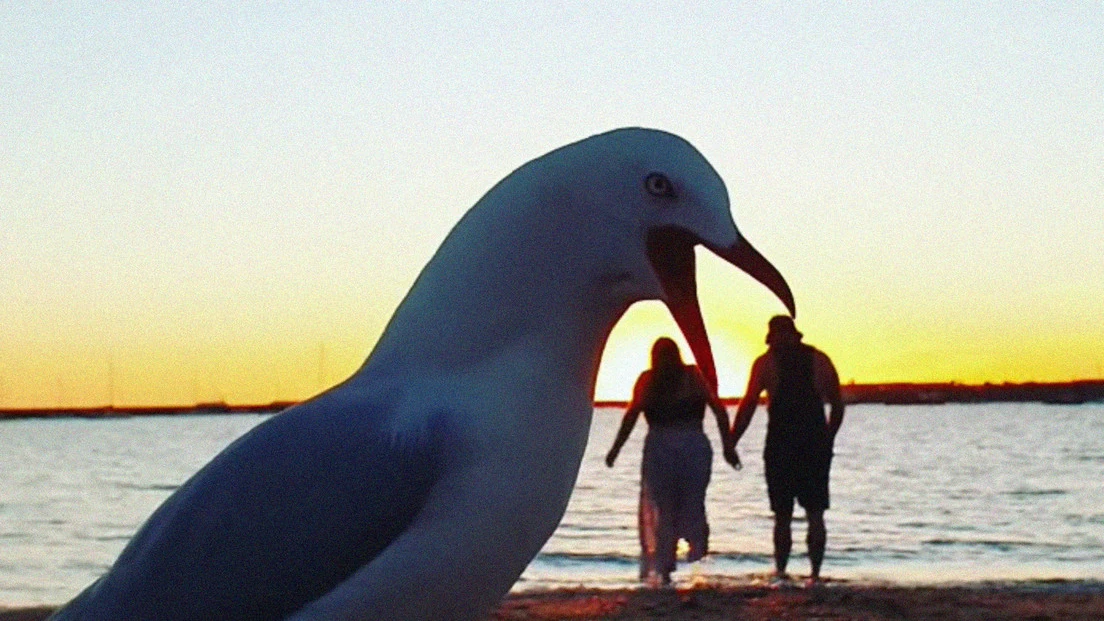 Gaviota 'comiéndose' a una pareja Gaviota 'comiéndose' a una pareja