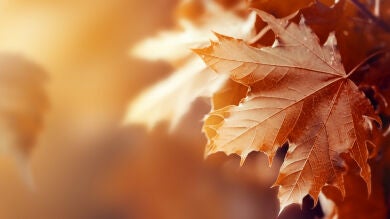 Equinoccio de otoño: las redes reciben a la nueva estación