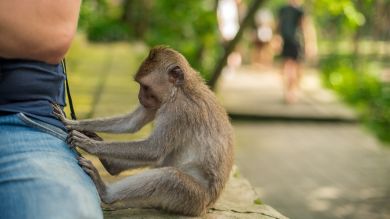 Un mono secuestra a un cachorro durante tres días en Malasia