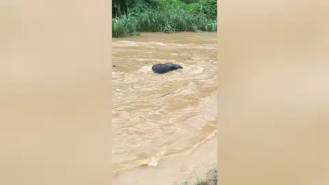 Elefante salvaje se salva de ahogarse después de ser arrastrado por un río crecido Elefante salvaje se salva de ahogarse después de ser arrastrado por un río crecido