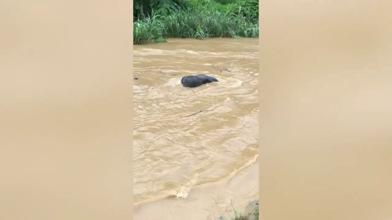  Elefante salvaje se salva de ahogarse después de ser arrastrado por un río crecido