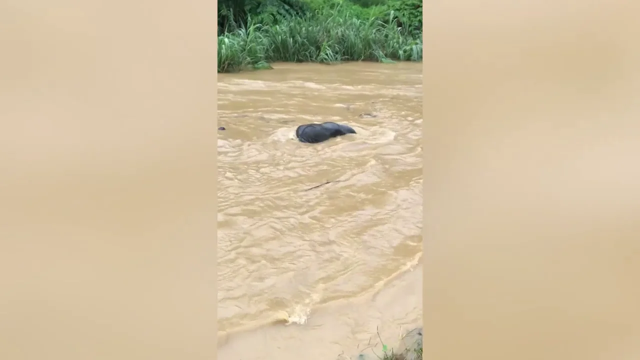  Elefante salvaje se salva de ahogarse despu&eacute;s de ser arrastrado por un r&iacute;o crecido