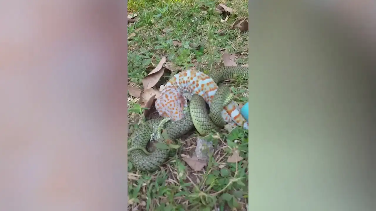 VÍDEO: Una serpiente intenta devorar un lagarto gecko