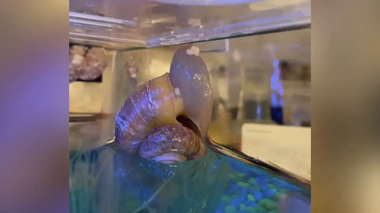 Observa la puesta de huevos de un caracol y aprende más sobre su fascinante proceso reproductivo