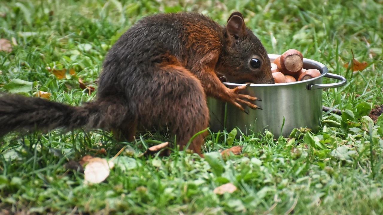 Ardilla comiendo frutos secos