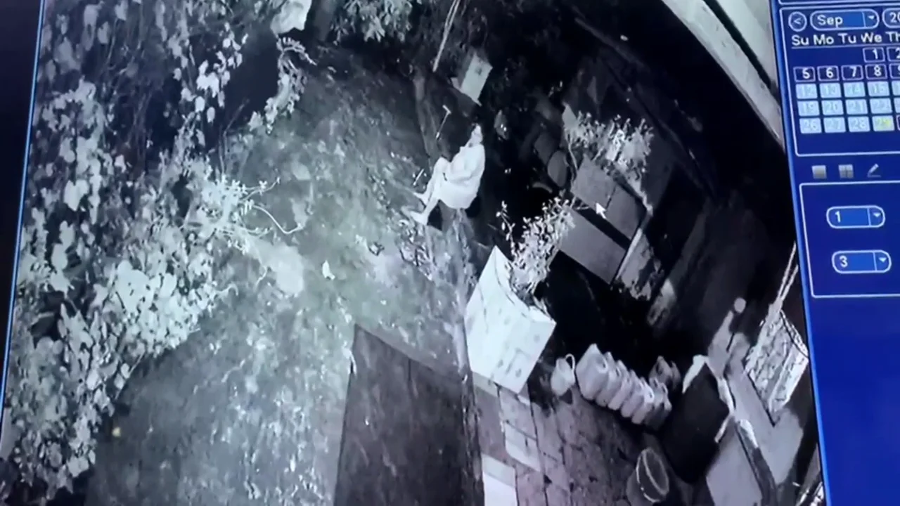 VÍDEO: Una mujer armada con solo su bastón logra luchar contra un leopardo salvaje VÍDEO: Una mujer armada con solo su bastón logra luchar contra un leopardo salvaje