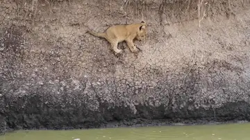 VÍDEO: Un bebé león es salvado por su madre de caerse al agua