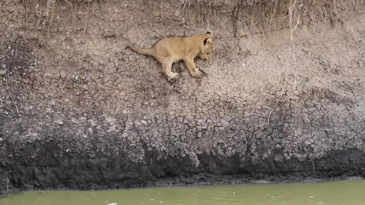 VÍDEO: Un bebé león es salvado por su madre de caerse al agua