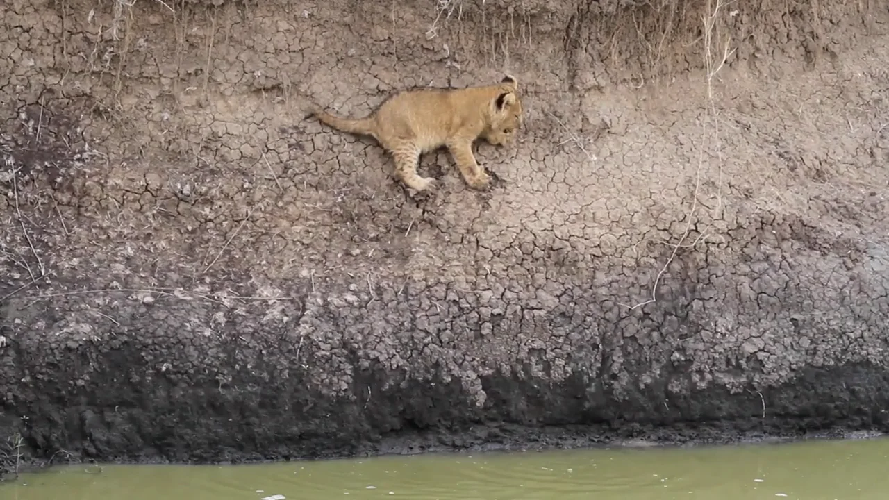 V&Iacute;DEO: Un beb&eacute; le&oacute;n es salvado por su madre de caerse al agua