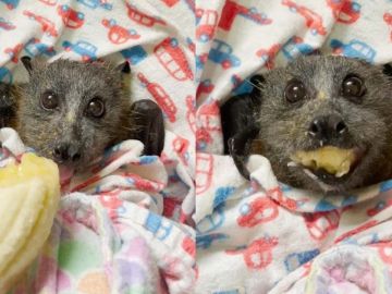 Murciélago devorando un plátano