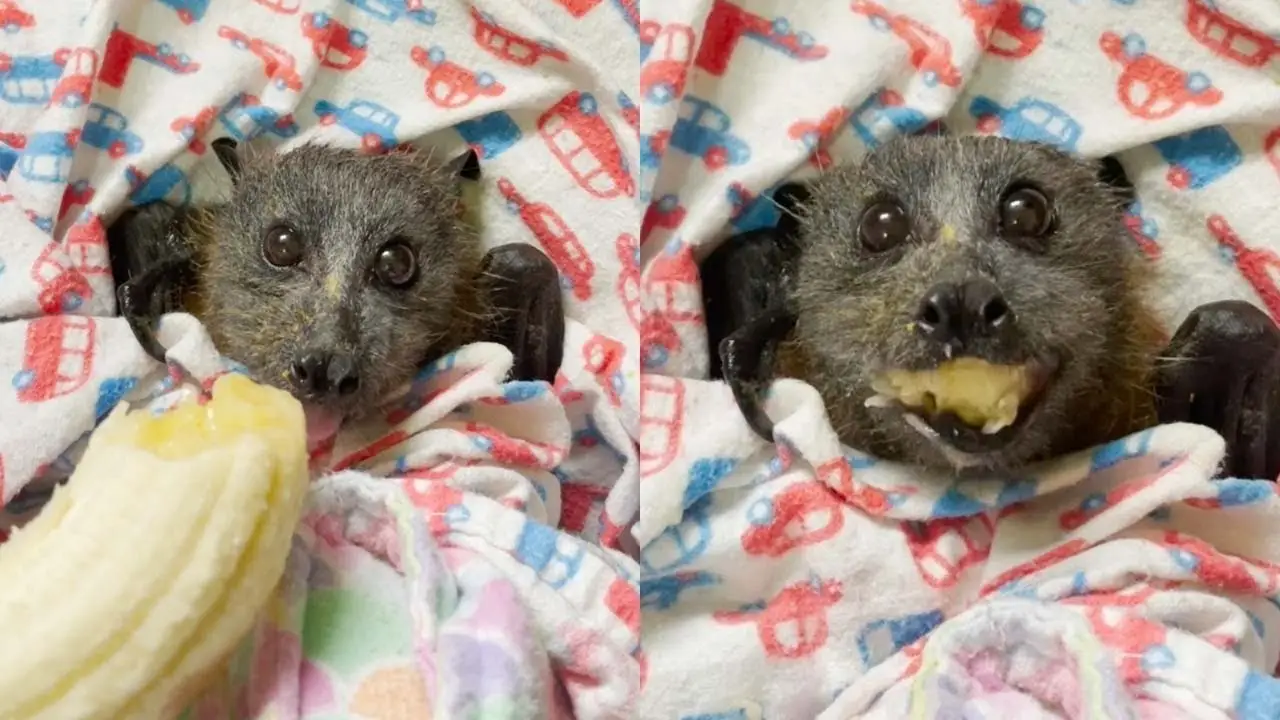 Murciélago devorando un plátano