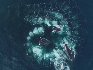 Ballenas nadando en espiral