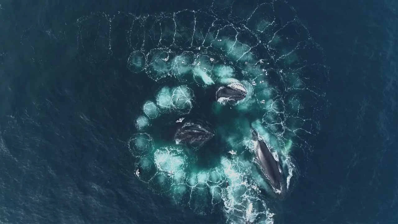 Ballenas nadando en espiral