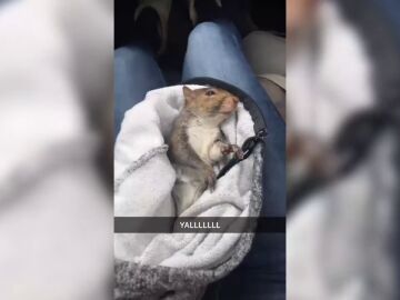 Creen que han atropellado a una ardilla y se llevan el susto de su vida
