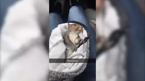 Creen que han atropellado a una ardilla y se llevan el susto de su vida Creen que han atropellado a una ardilla y se llevan el susto de su vida