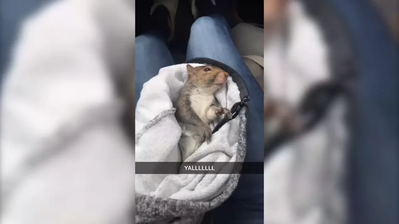 Creen que han atropellado a una ardilla y se llevan el susto de su vida