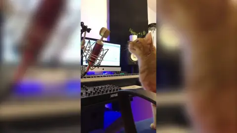 Este gato se vuelve DJ cuando sus dueños no están en casa Este gato se vuelve DJ cuando sus dueños no están en casa
