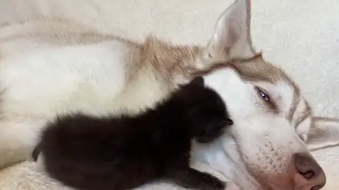 Un gato con tres piernas es criado por un husky y se vuelven inseparables Un gato con tres piernas es criado por un husky y se vuelven inseparables