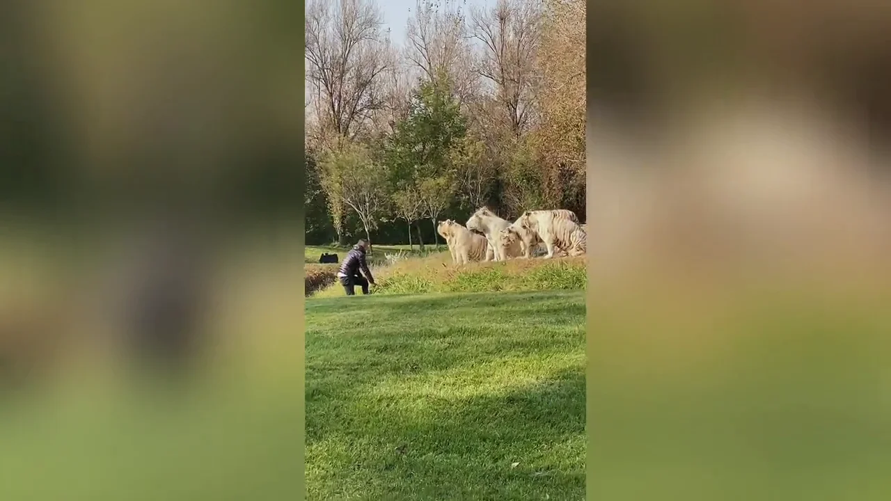 Un turista chino irrumpe en el reciento de los tigres blancos de un zoo