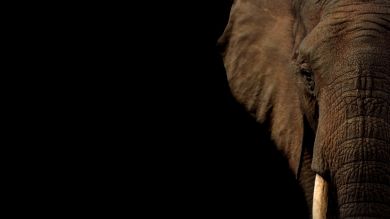 Un elefante juguetón arroja agua de una piscina en la cara de una mujer en Sudáfrica