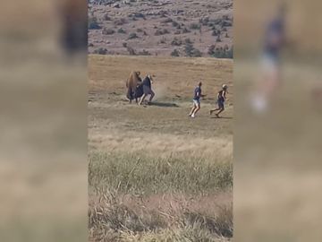 Un bisonte golpea con la cabeza a un turista que se acercó peligrosamente a la bestia salvaje