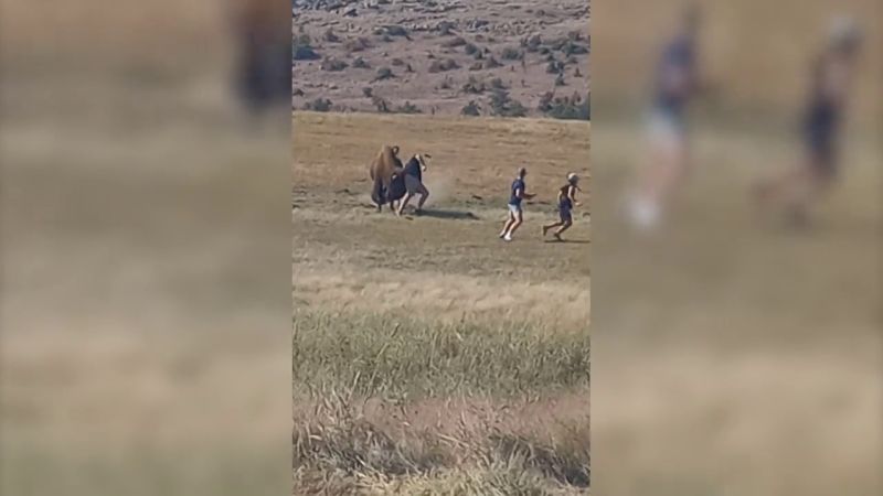 VÍDEO: Un bisonte golpea con la cabeza a un turista que se acercó peligrosamente a la bestia salvaje