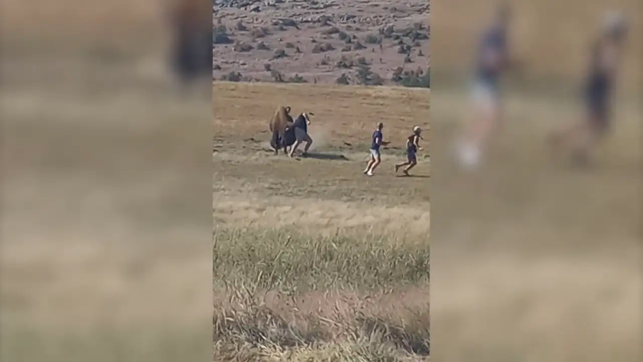 Un bisonte golpea con la cabeza a un turista que se acercó peligrosamente a la bestia salvaje