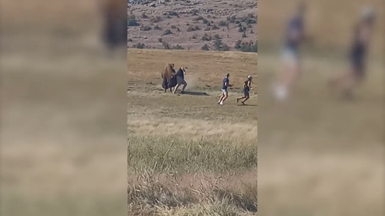 Un bisonte golpea con la cabeza a un turista que se acerc&oacute; peligrosamente a la bestia salvaje