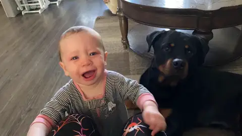 Un perro comienza a aullar para evitar que el bebé llore y lo consigue Un perro comienza a aullar para evitar que el bebé llore y lo consigue