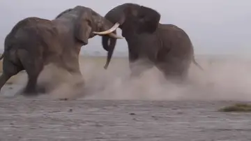 Graban la intensa lucha de dos elefantes macho en Kenia