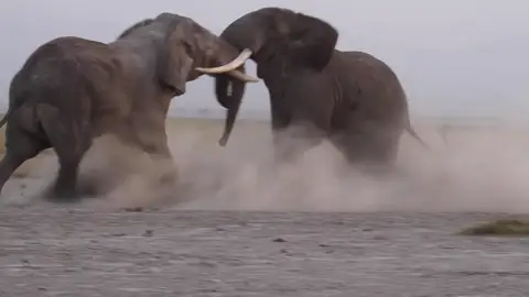 Graban la intensa lucha de dos elefantes macho en Kenia Graban la intensa lucha de dos elefantes macho en Kenia