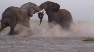 Graban la intensa lucha de dos elefantes macho en Kenia