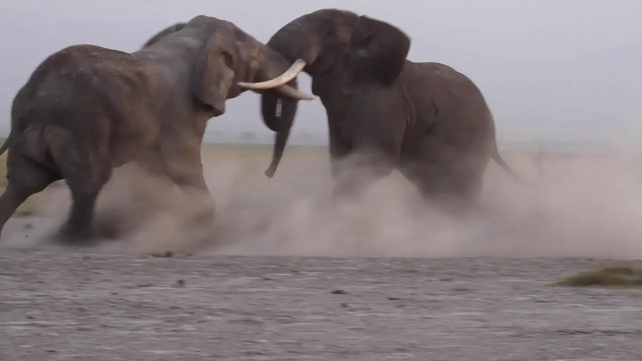 Graban la intensa lucha de dos elefantes macho en Kenia