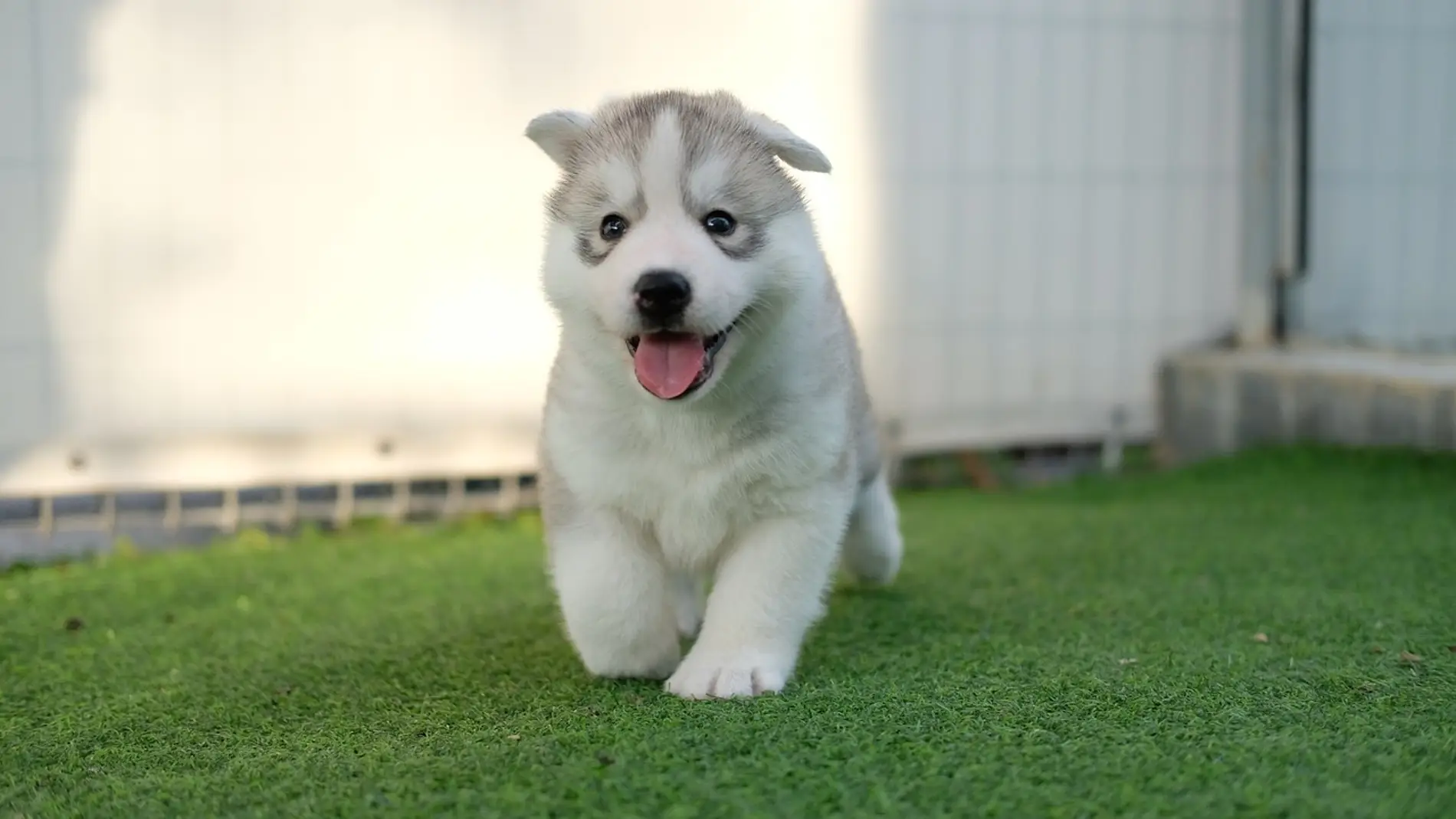 Cachorro de husky siberiano (archivo)