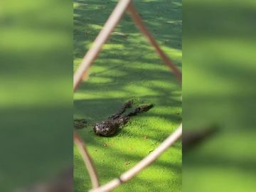 Un cocodrilo lanza un brutal ataque contra unos turistas en un zoo