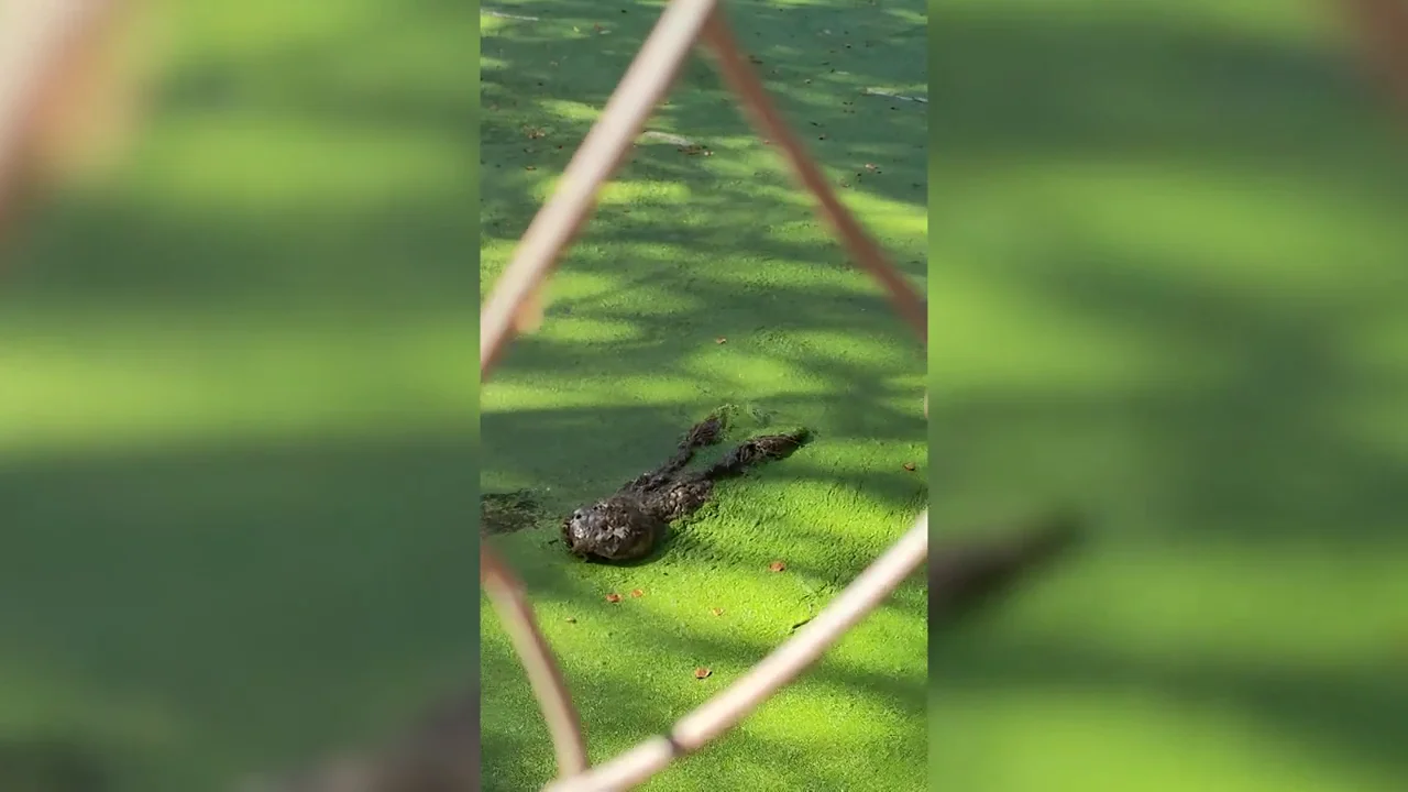 Un cocodrilo lanza un brutal ataque contra unos turistas en un zoo Un cocodrilo lanza un brutal ataque contra unos turistas en un zoo