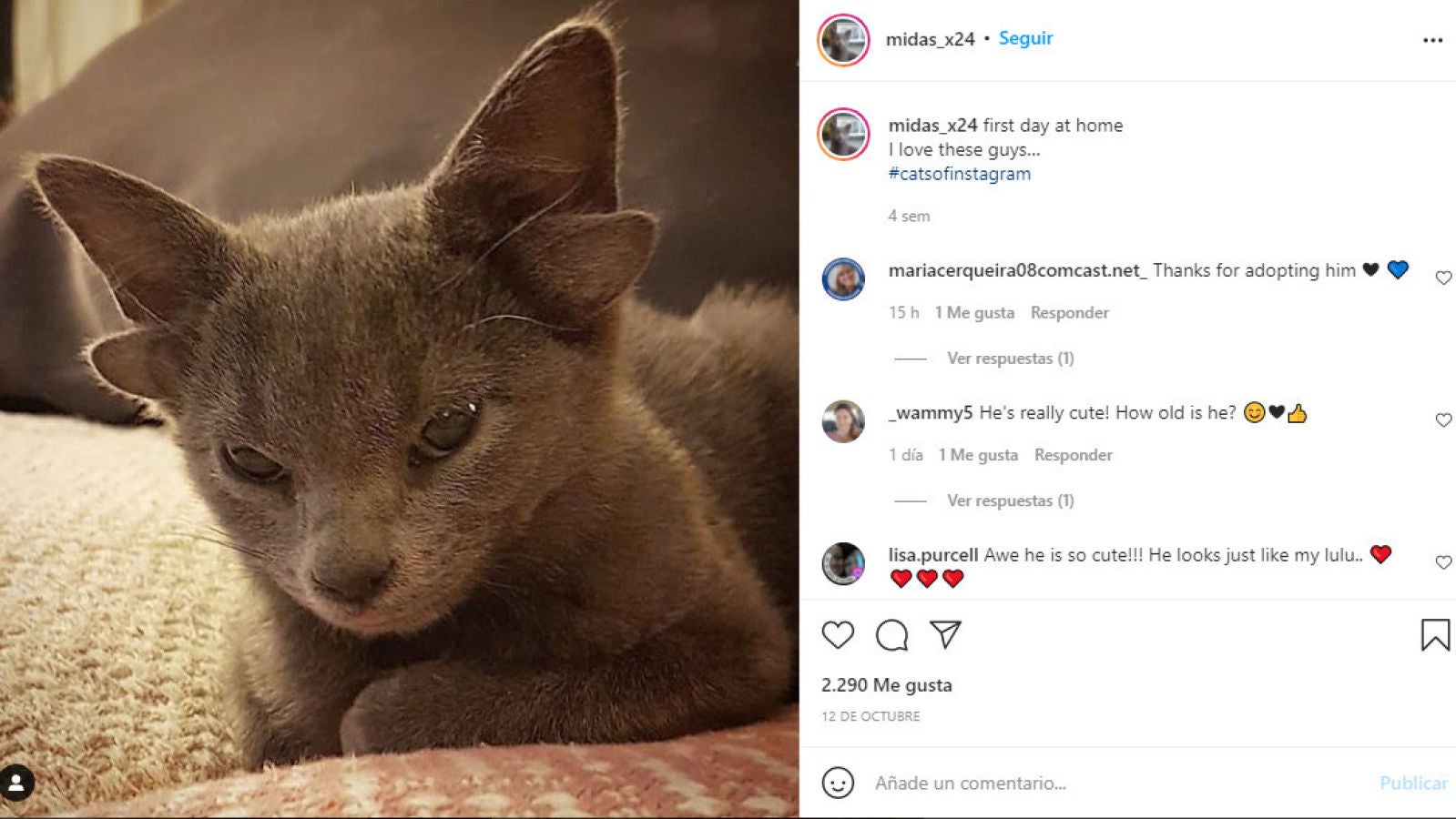 Una gatita con cuatro orejas es adoptada y conquista Instagram