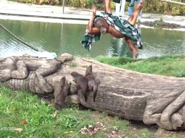 La increíble pelea de un orangután y tres nutrias por una manta en un zoo