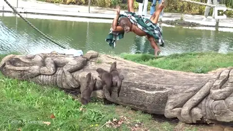 La increíble pelea de un orangután y tres nutrias por una manta en un zoo La increíble pelea de un orangután y tres nutrias por una manta en un zoo