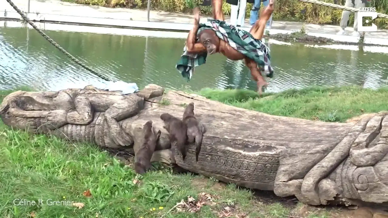 La increíble pelea de un orangután y tres nutrias por una manta en un zoo