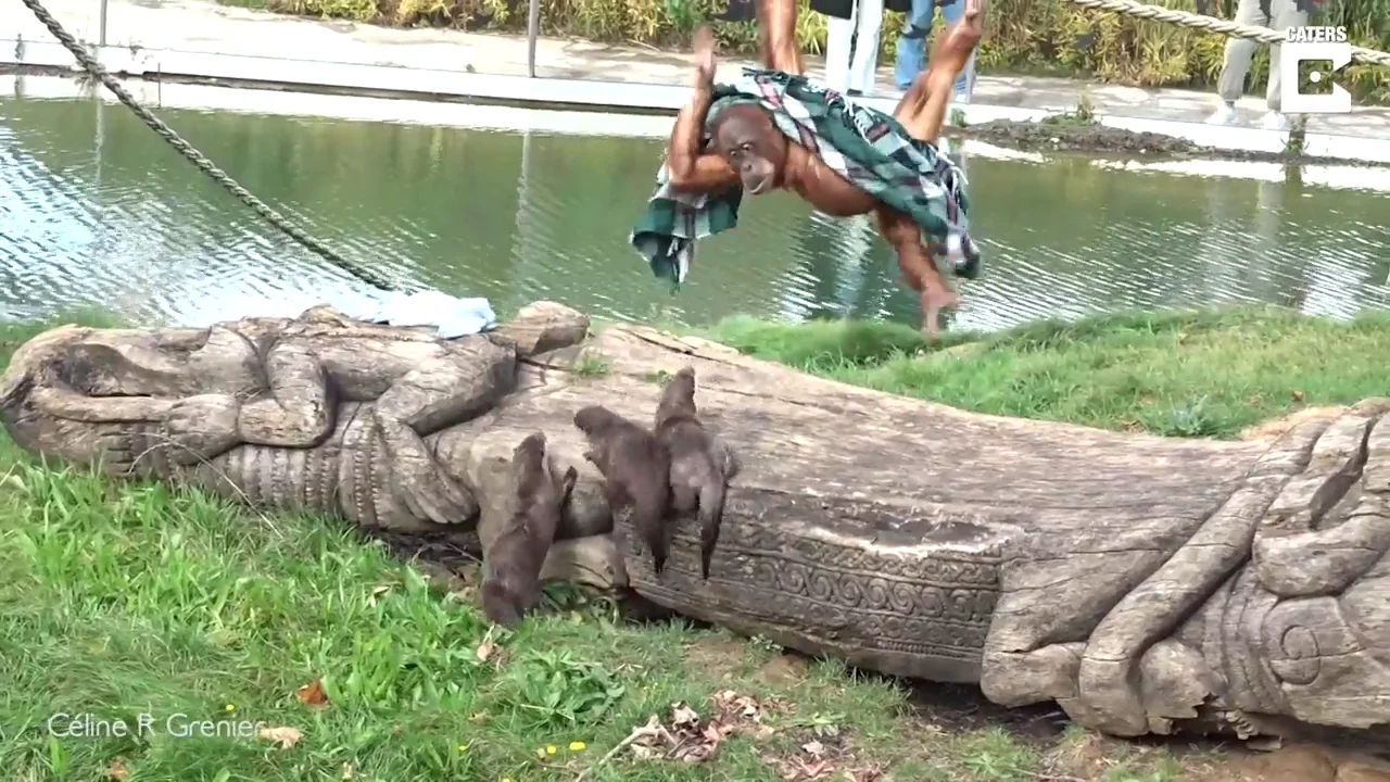 La increíble pelea de un orangután y tres nutrias por una manta en un zoo La increíble pelea de un orangután y tres nutrias por una manta en un zoo